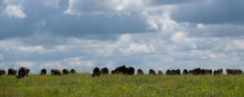 6 Soil Health Principles for Regenerative Cattle Ranches thumb