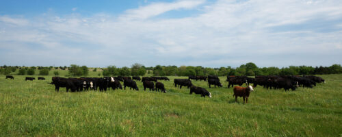 The Great American Grazing Lands thumb