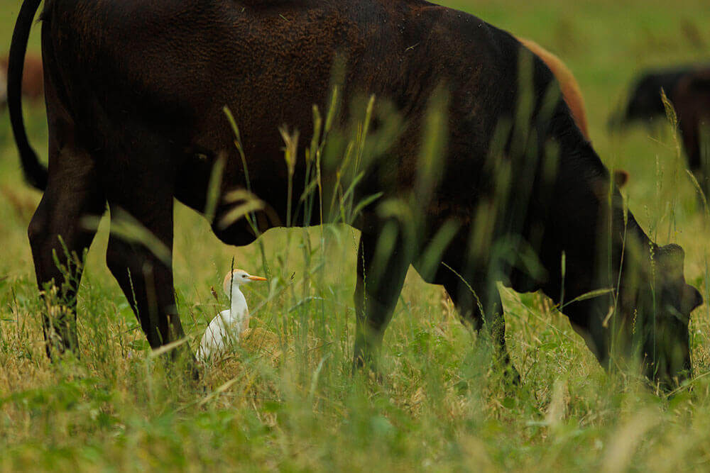 Cattle grazing with egrets.