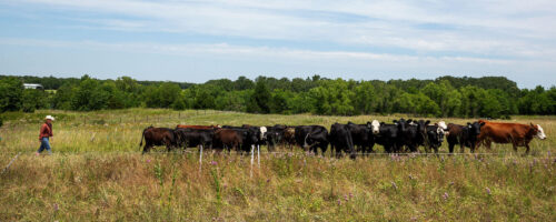 How Strategic Soil Disruptions Benefit Soil Health on Our Ranches thumb