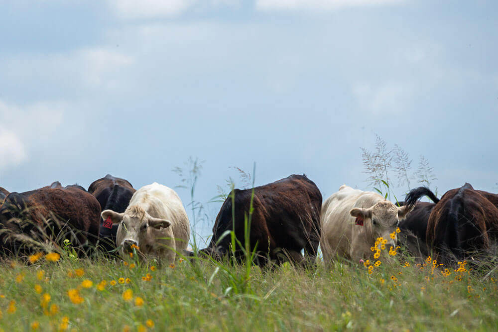 Cattle high stock density grazing under a cloudy sky