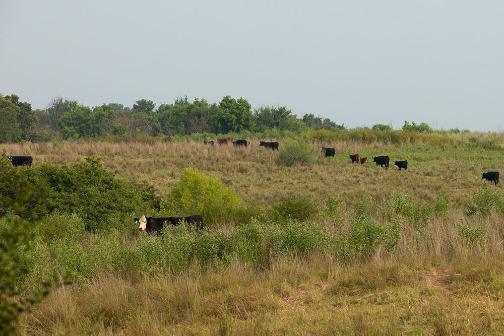 Cattle in pasture