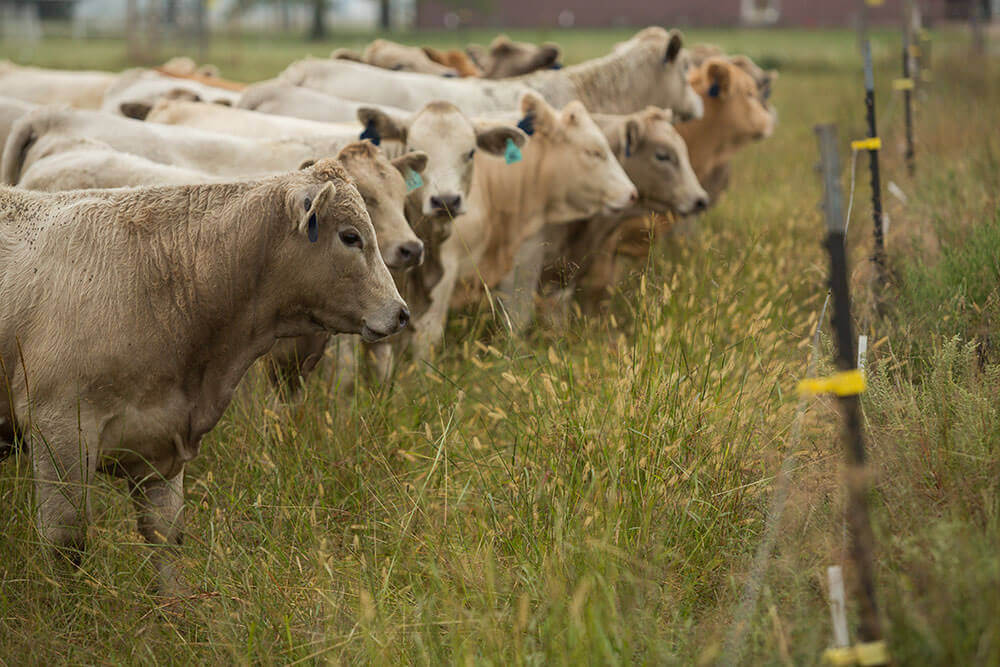 Cattle inside a polywire fenced paddock