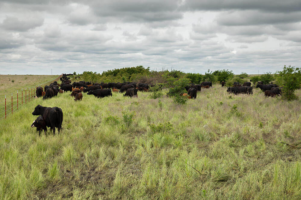 Cattle leaving behind trampled pasture after mob grazing