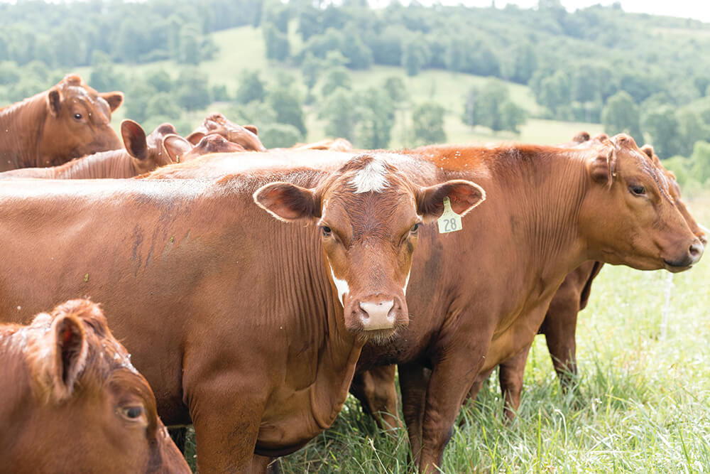 Cattle owned by Cody Hopkins standing in pasture