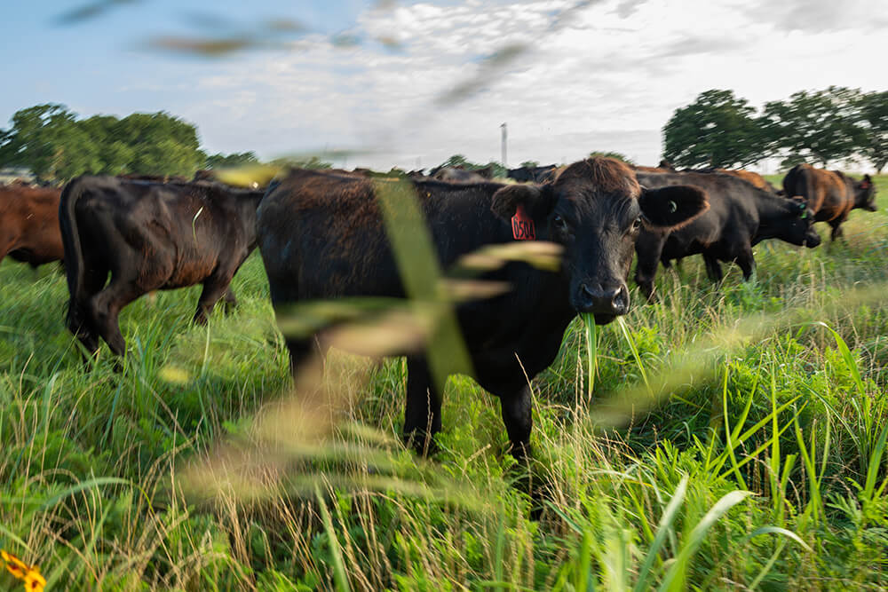 Cattle walking through pasture