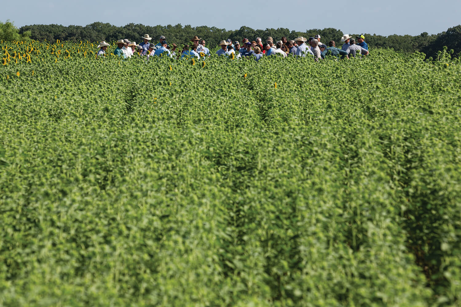 A group visits a cover crop plot of sunflowers