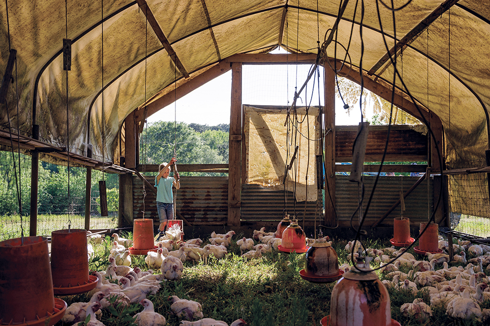 chicken coop