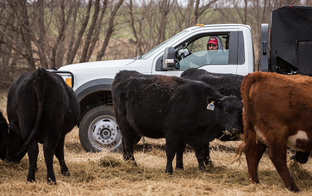 feeding supplemental hay