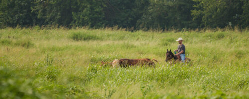 How We Are Reclaiming Grazeable Acres With a Long-Term Regenerative Management Plan thumb