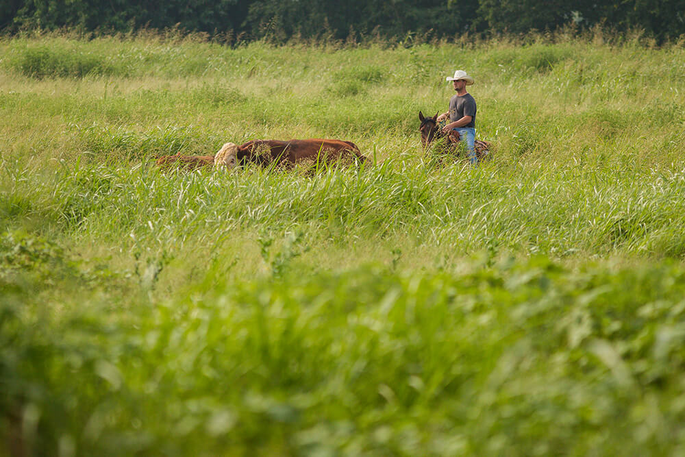 Noble's Ranch Facility Manager, Clark Roberts rides on horseback through tall regenerative pasture and herds cattle.