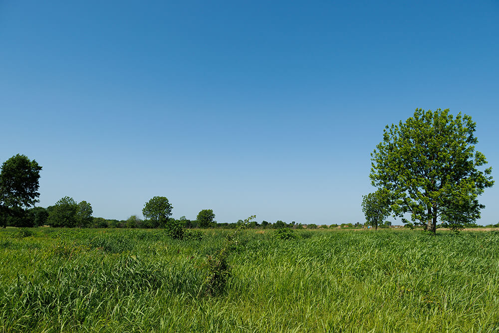 Example of a field with post oak thicket