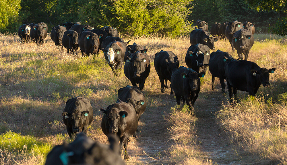 Moving Cattle