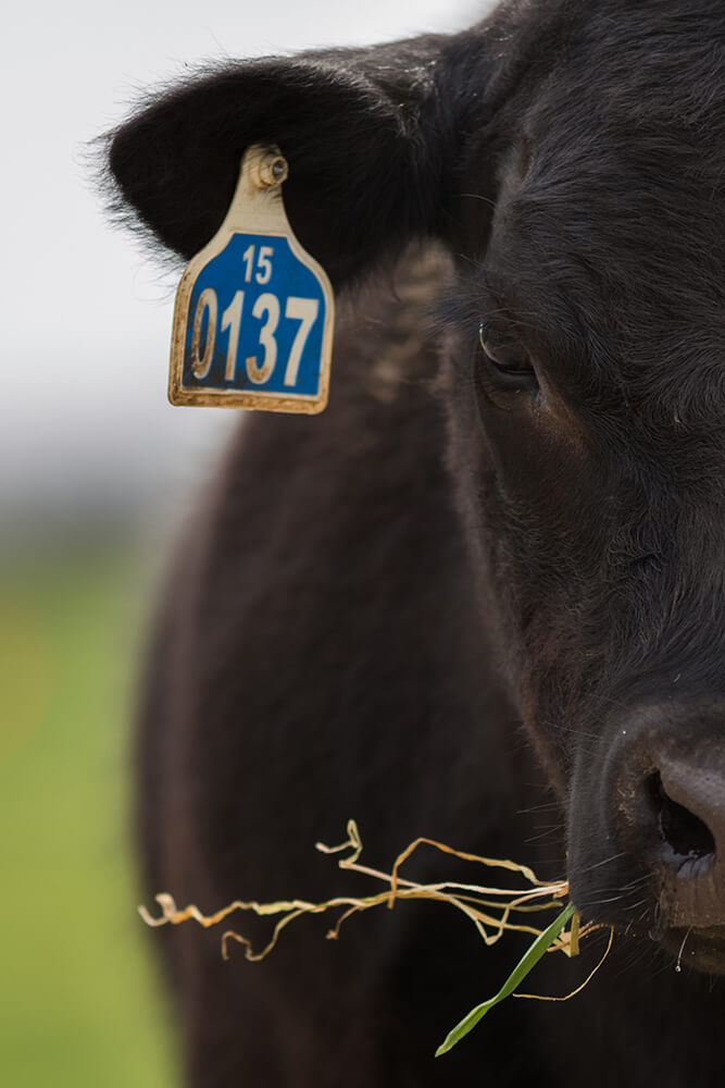 cow on winter pasture