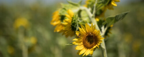 Observations of 20-Plus Cover Crop Species thumb