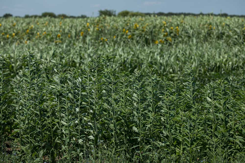 Flax and sunn hemp