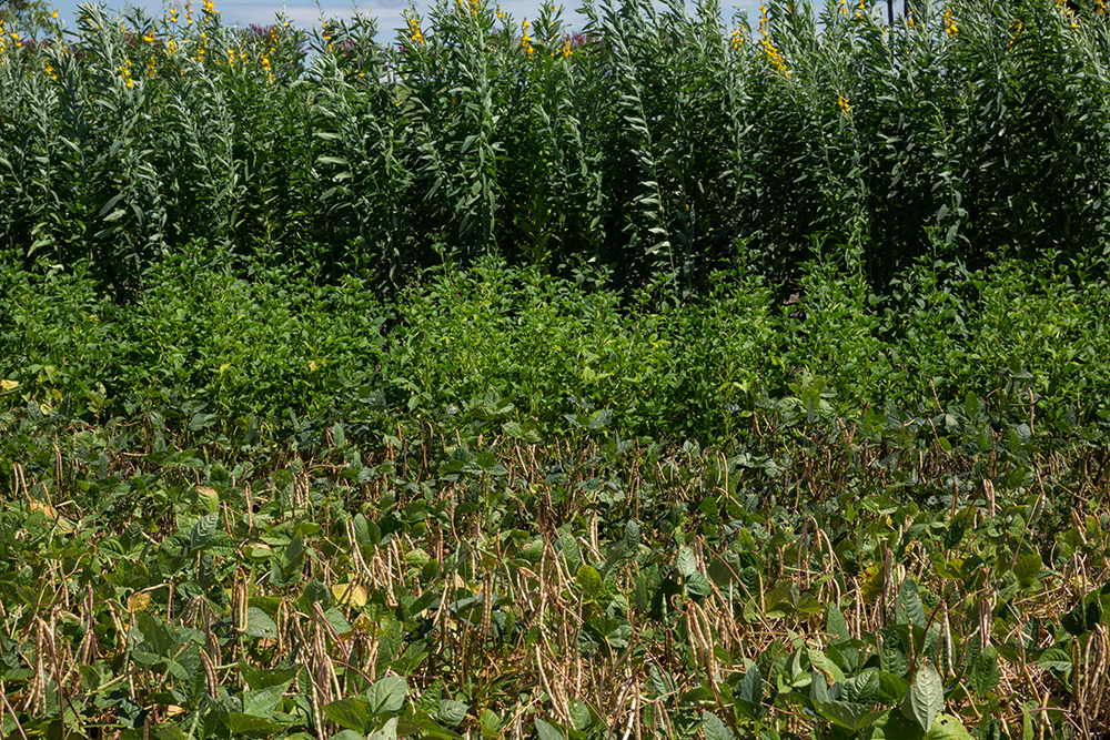 cover crop study