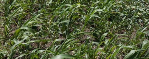 Cover Crops: A Tool in Agricultural Production thumb