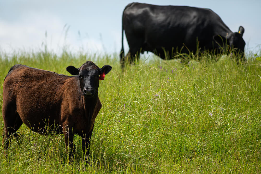 Cow and calf grazing on a grassy hill in a pasture.