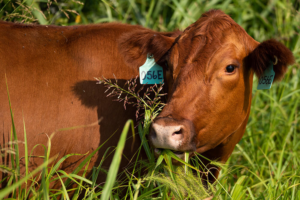 cow eating dormant forage