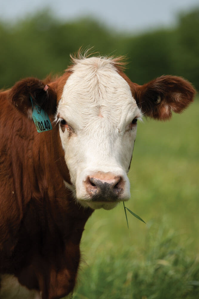 Cow grazing