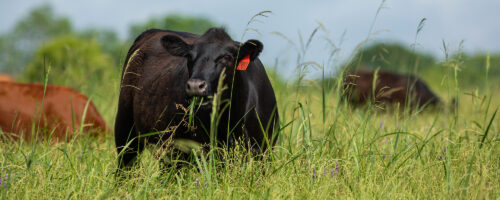 Cow, Heal Thyself thumb