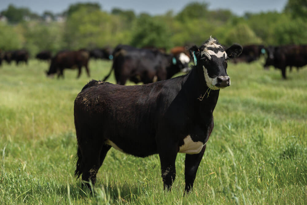 Cow standing in field