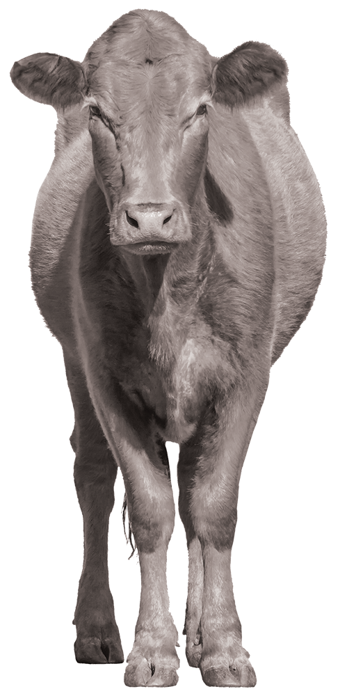 Black and white photo of cow