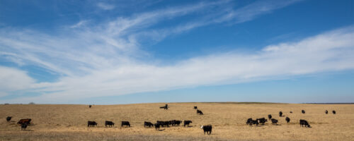 Tips for Managing Cattle Operations During Drought thumb