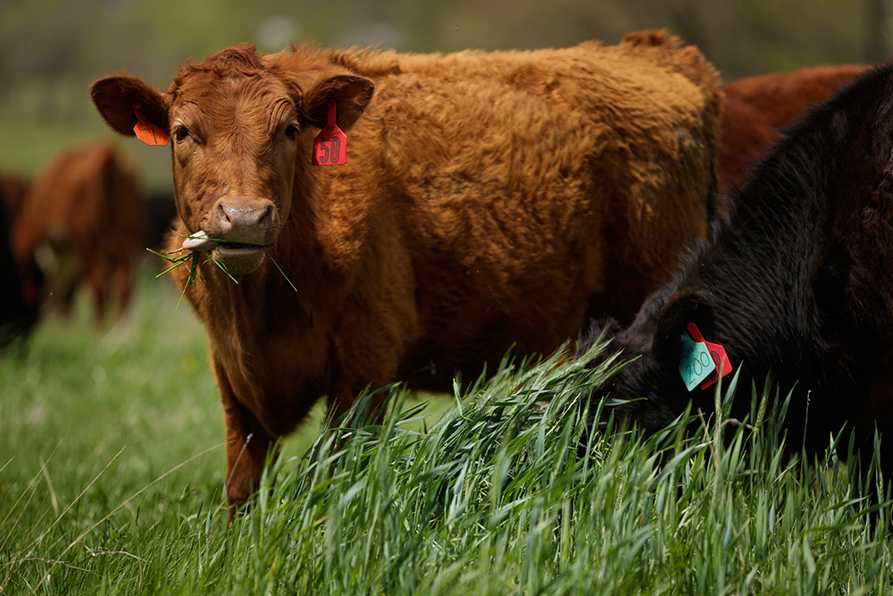 cows grazing in pasture