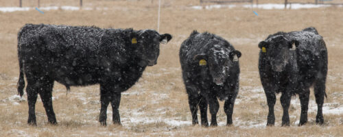 Protect Your Cow Herd in Cold Weather thumb