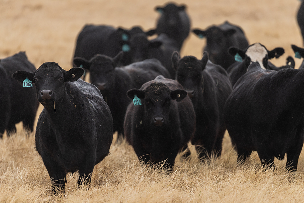 cows in pasture