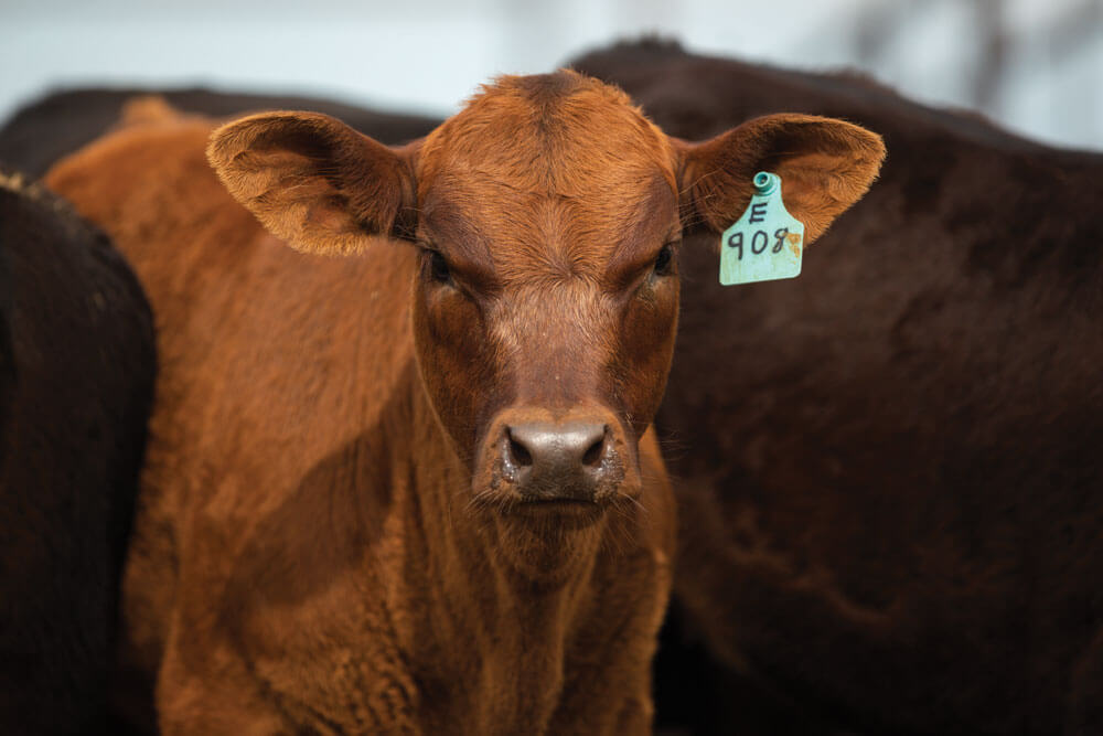 Red angus cow