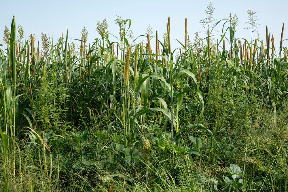 cropland to grazing forage