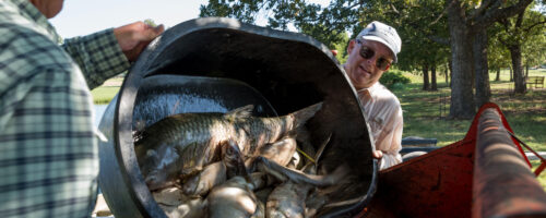 Dead Fish in Summer? Low Dissolved Oxygen Is Usually the Culprit thumb