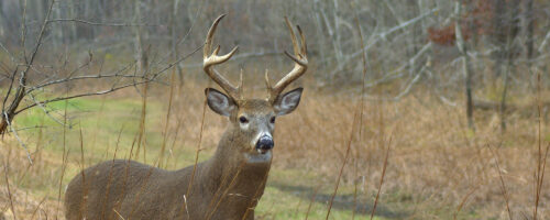 Common white-tailed deer misconceptions affect views thumb