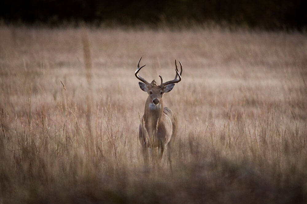 Deer standing in tall pasture looking toward the viewer