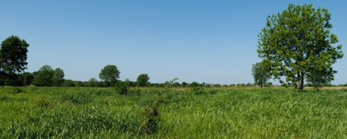 Want to Optimize the Energy Flow on Your Ranch? Maintain Abundant Plant Leaves thumb