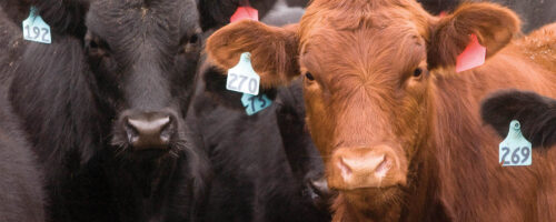 Developing Heifers – Keys to Success thumb