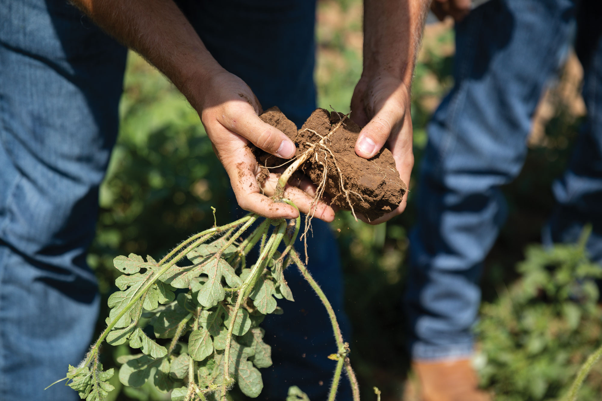 Producer examines clump of soil