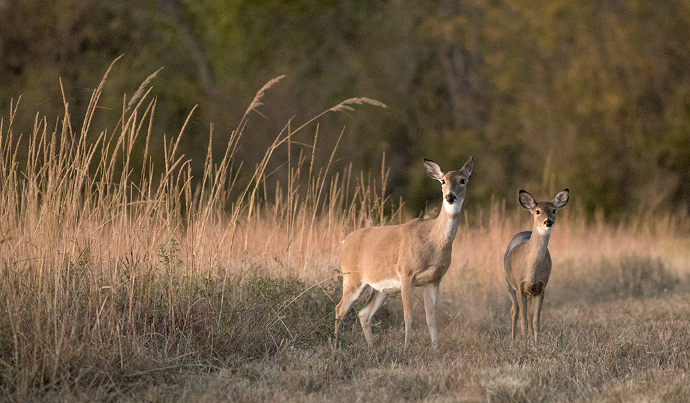 Doe and fawn standing in field