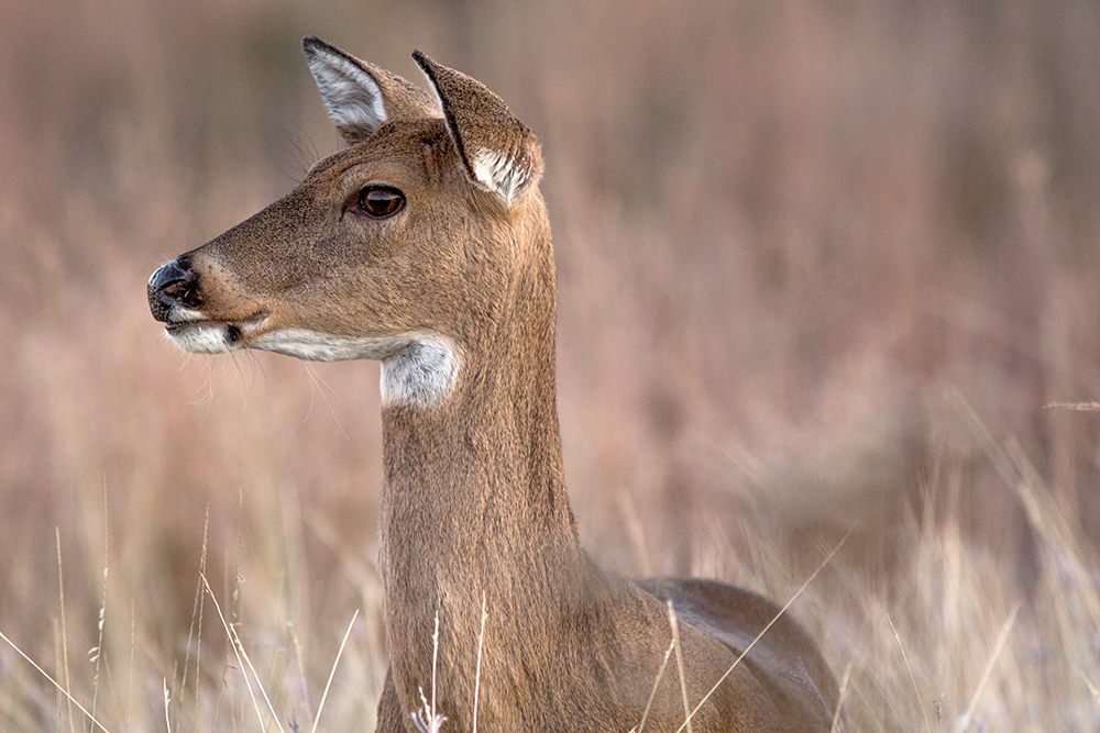 Doe deer standing in pasture