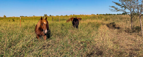 Don’t forget your horses when making regenerative grazing plans thumb