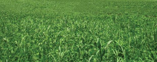 Don’t Overlook Johnsongrass in Your Pasture thumb