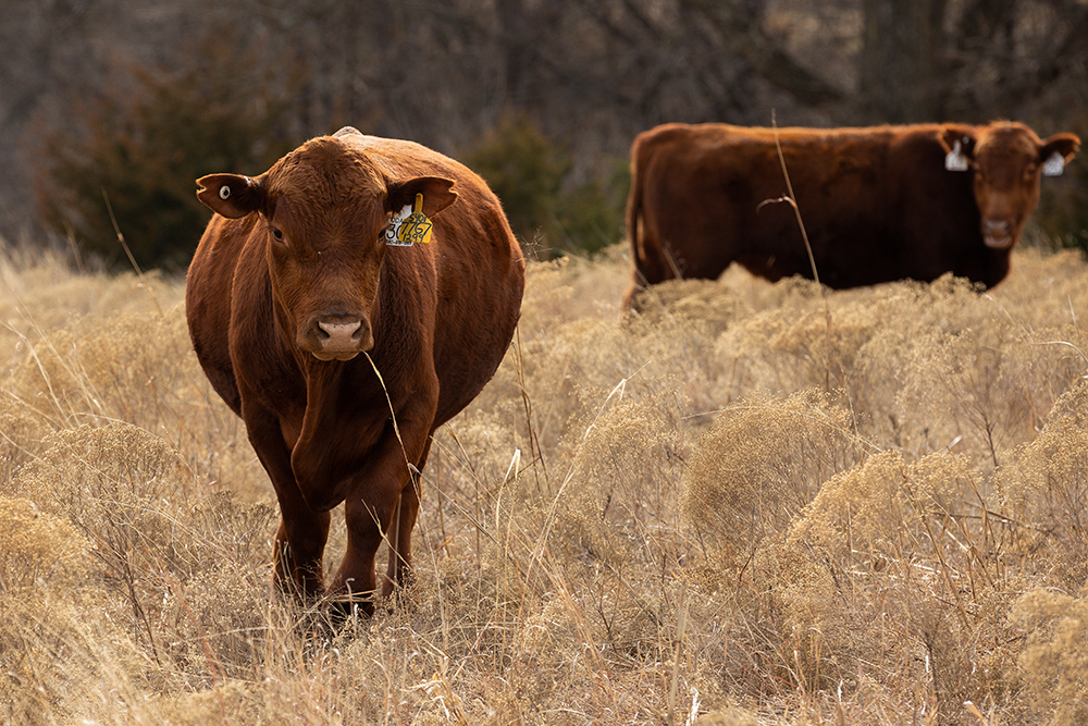 Dormant grass with cows grazing