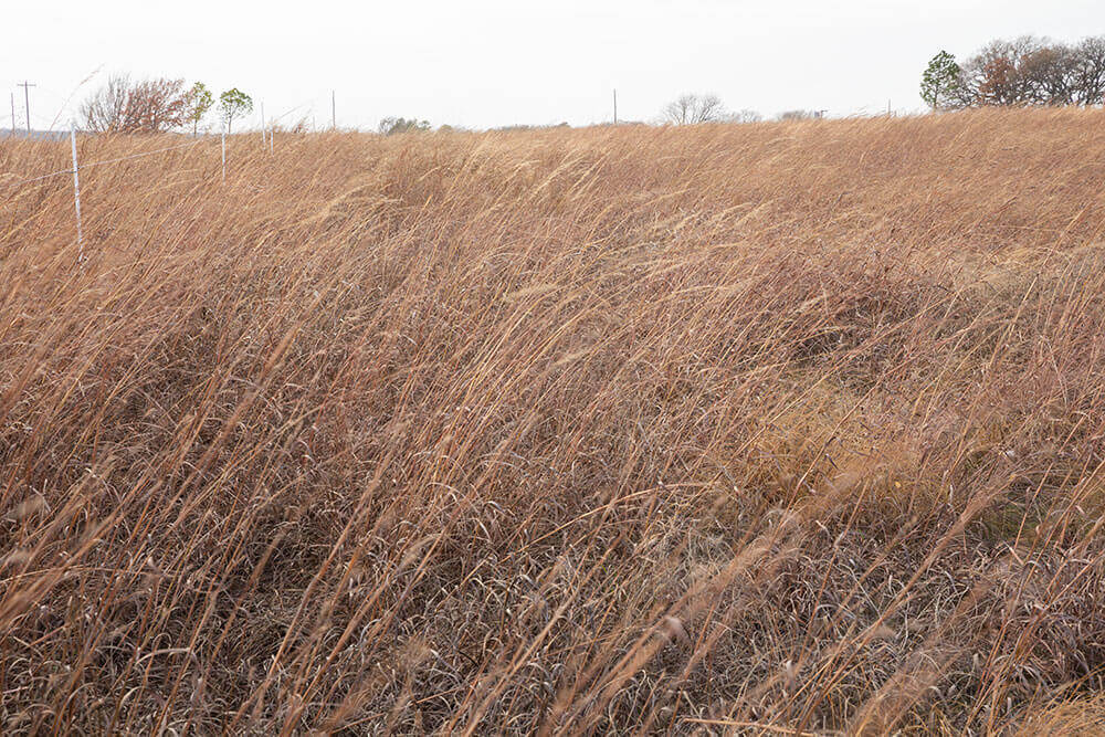 Dormant-season pasture with residual growth