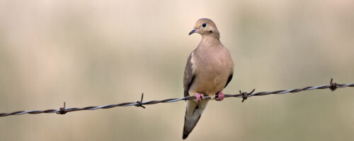 Resource management aids mourning dove migration thumb