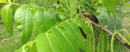 It Takes Two (or More): Understanding Pecan Tree Dichogamy thumb