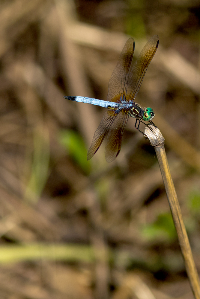 dragonfly close up