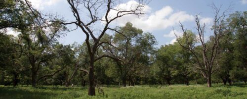 Drought Stress on Pecan Trees thumb